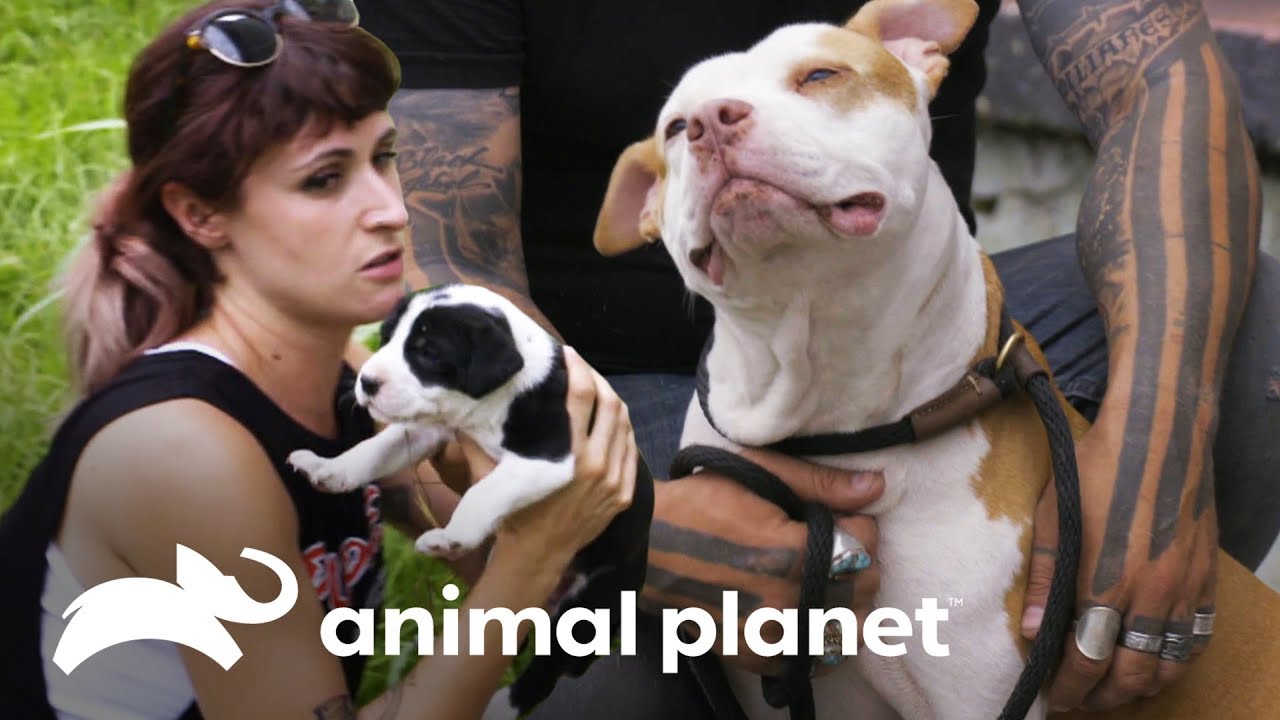 Os 3 resgates mais comoventes | Pit bulls e condenados | Animal Planet Brasil