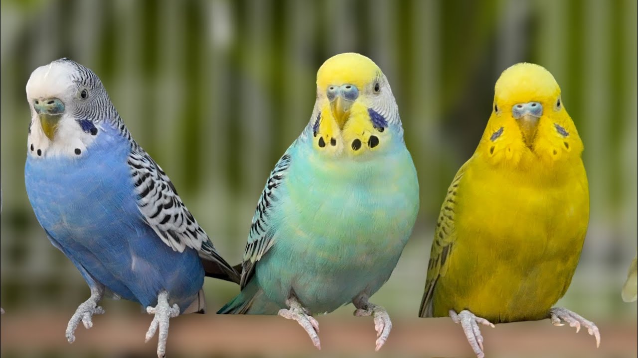 11 Hours of Budgie Best Friends – Mango and Chutney – Singing and Talking Sounds