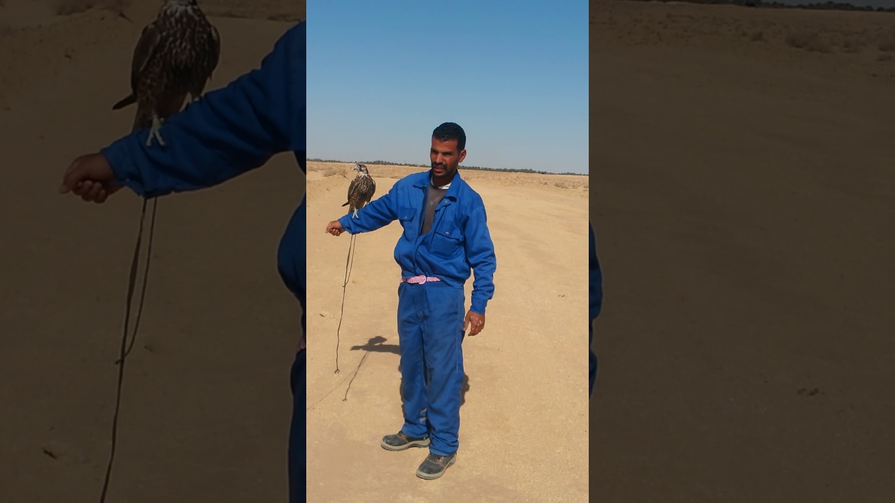 تدريب الصقر /ترويض الصقر 2