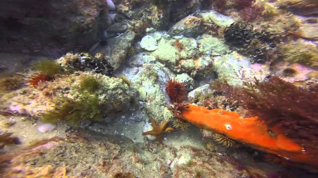 Diving Mossel Bay 181215