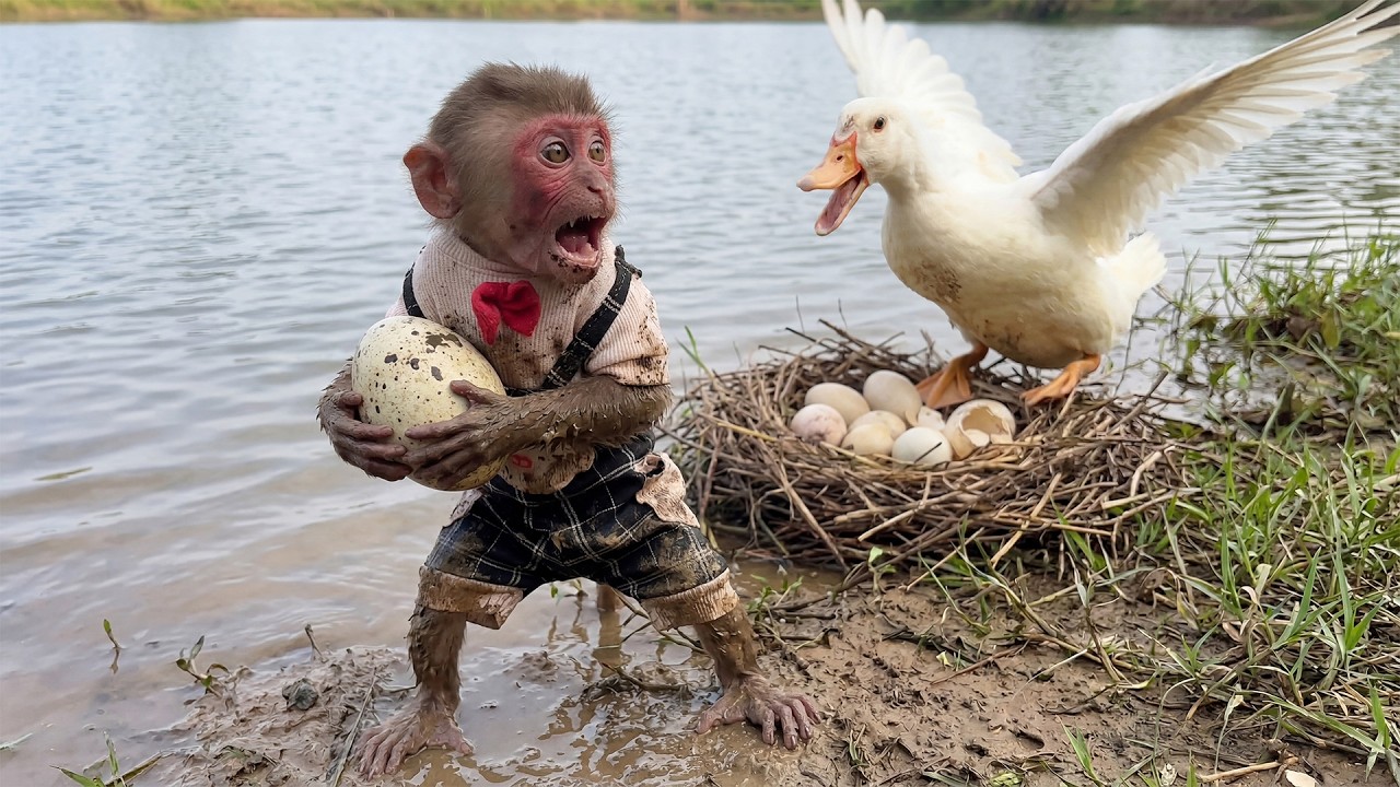 Duck Mom CAUGHT Them! Moon & Bon Tried to Steal Eggs&hellip;