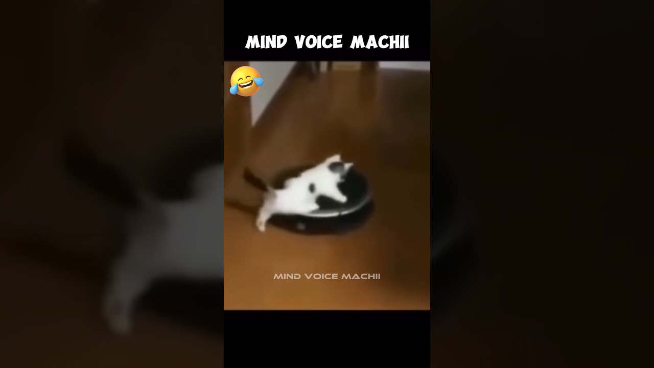 😅Sarkash pommaiya irukumo😂#catcomedy #cat #catfunny #petscomedy #ytshorts #ytviral #shortsfeed