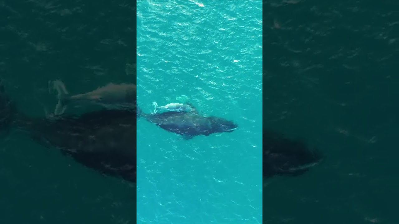 4x4 и Offroad Caravan Island Challenge, часть 1