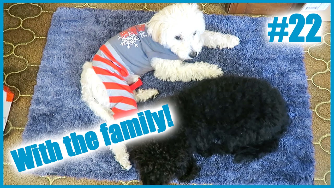 I'M HOME! | Vlogmas Day 22