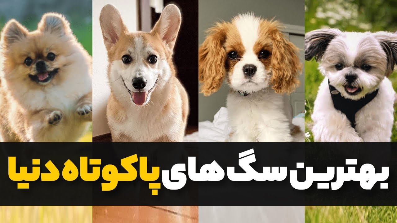 10 تا از بهترین سگ های پاکوتاه و عروسکی | سگ های مناسب آپارتمان