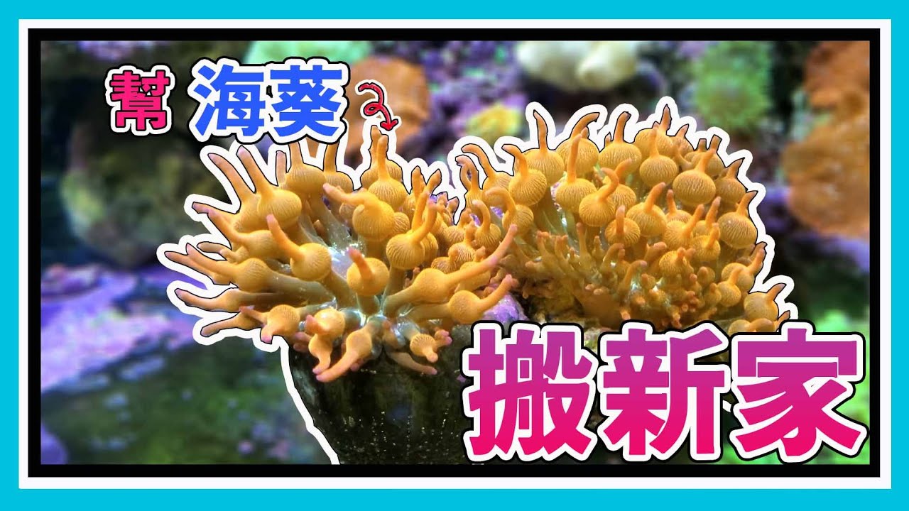 黏在活石上拔不下來？每次總是無法固定在一個地方？來示範一次幫海葵搬新家吧~     【阿宅 X Dane's Aquarium】