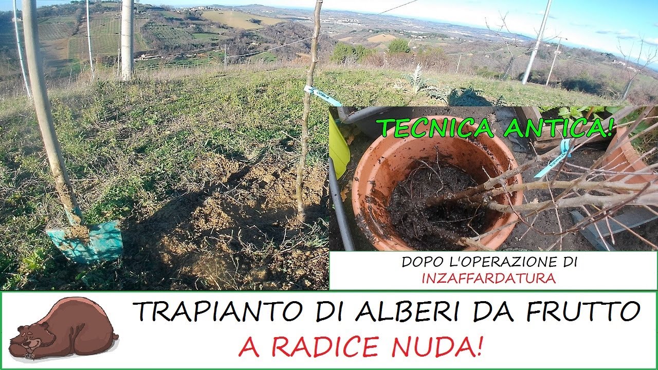 Trapianto di alberi da frutto a radice nuda