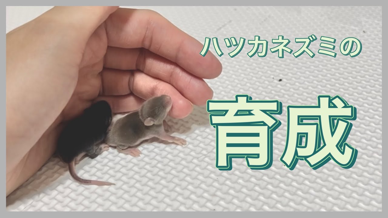 【ハツカネズミ】繁殖中の子食い対策と可愛さについて