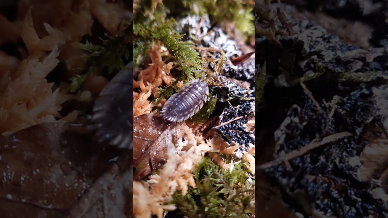 Oniscus asellus