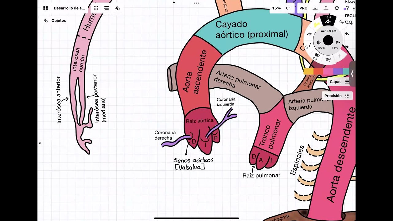 Embriología: Cardiovascular. Desarrollo de arterias (arcos aórticos)