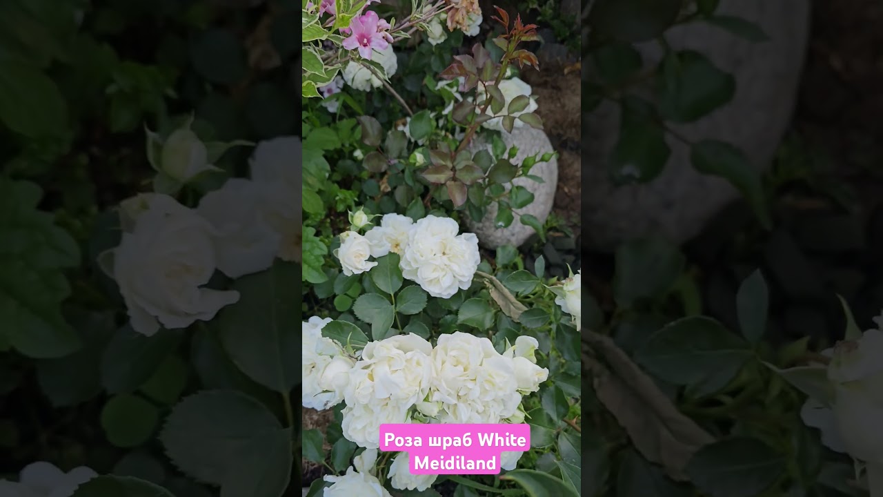 Роза  White Meidiland #rose #садоводничество #цветыдлядома #flowers