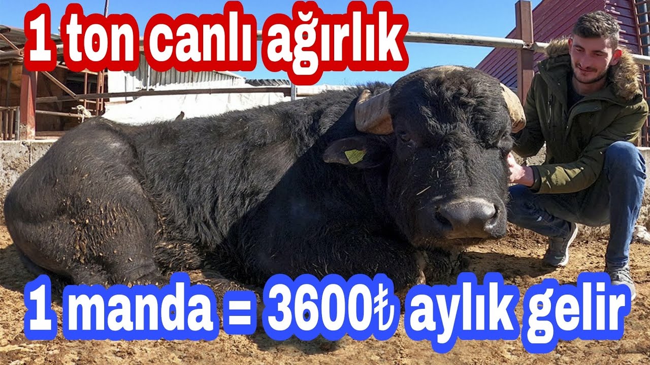 20 KG SÜT VEREN MANDA OLUR MU? AFYONKARAHİSAR MANDA ÇİFTLİĞİNDE MANDA HAYVANINI İNCELEDİK. [GoPro]
