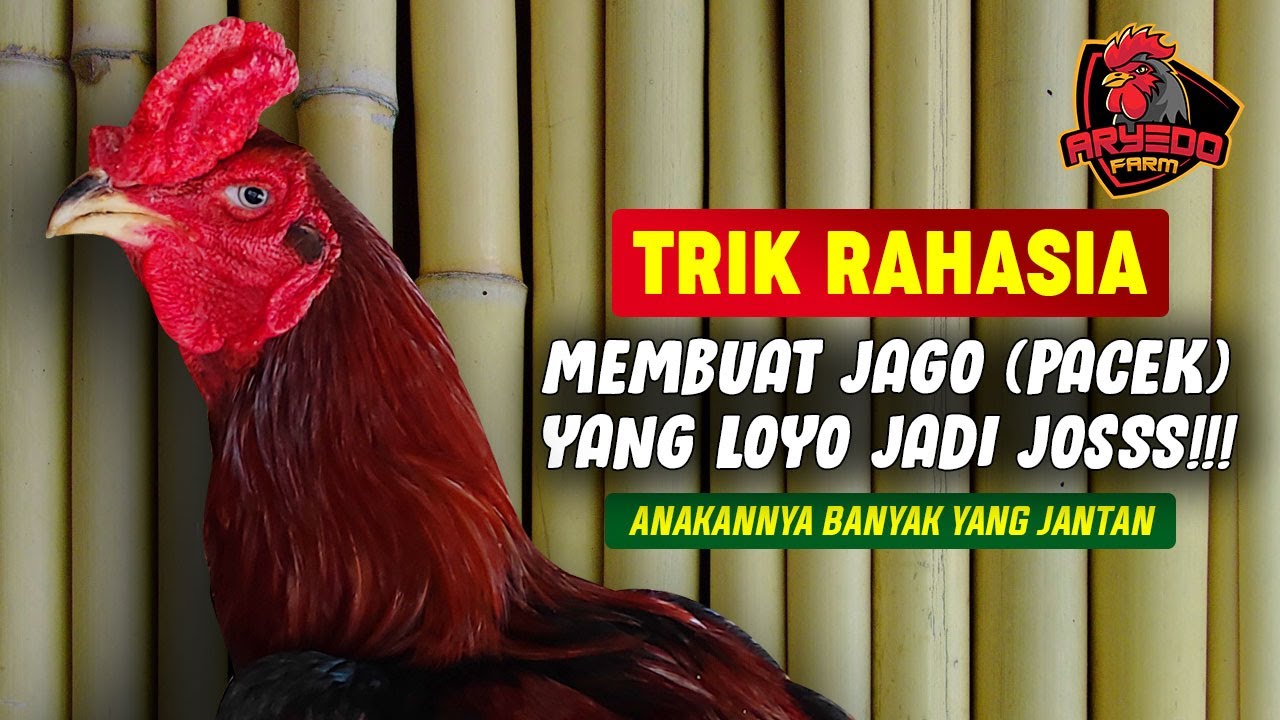 TRIK RAHASIA! Membuat AYAM JAGO (Pacek) yang Loyo JADI JOSSS!!!