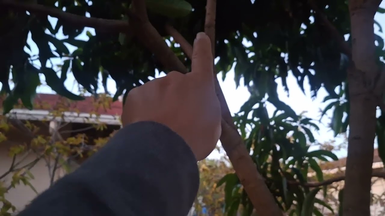 Hubby trimmed off my fruit trees.