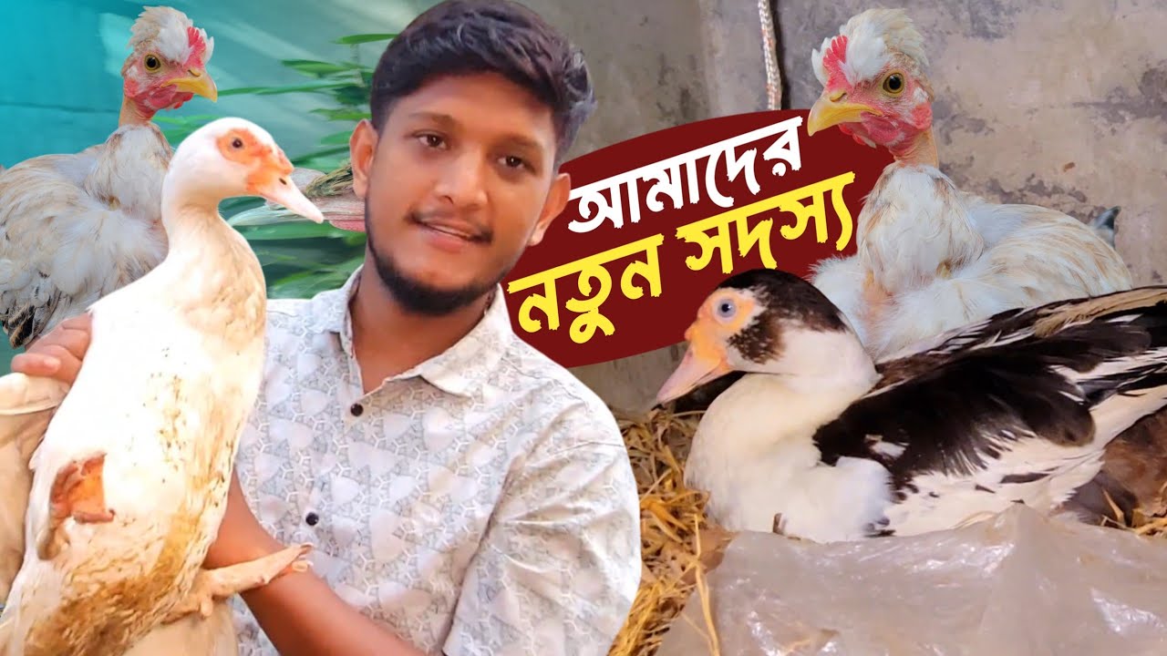 হাট থেকে সুন্দর একটা মুরগির যুক্ত করলাম আমাদের খামারে | Sojib Brother