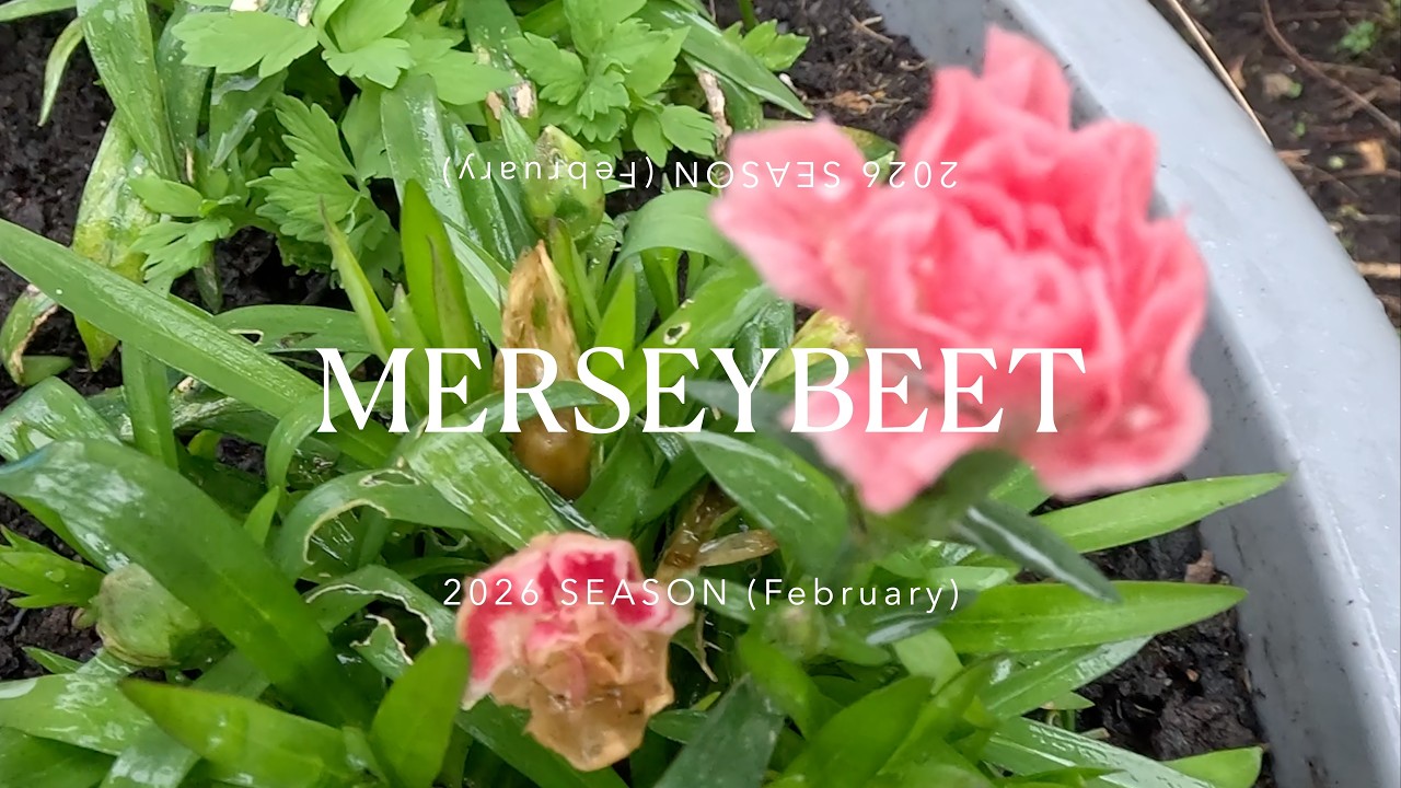 🎸 LET IT BEET - Selective Hand Weeding around early Greenhouse Crops!