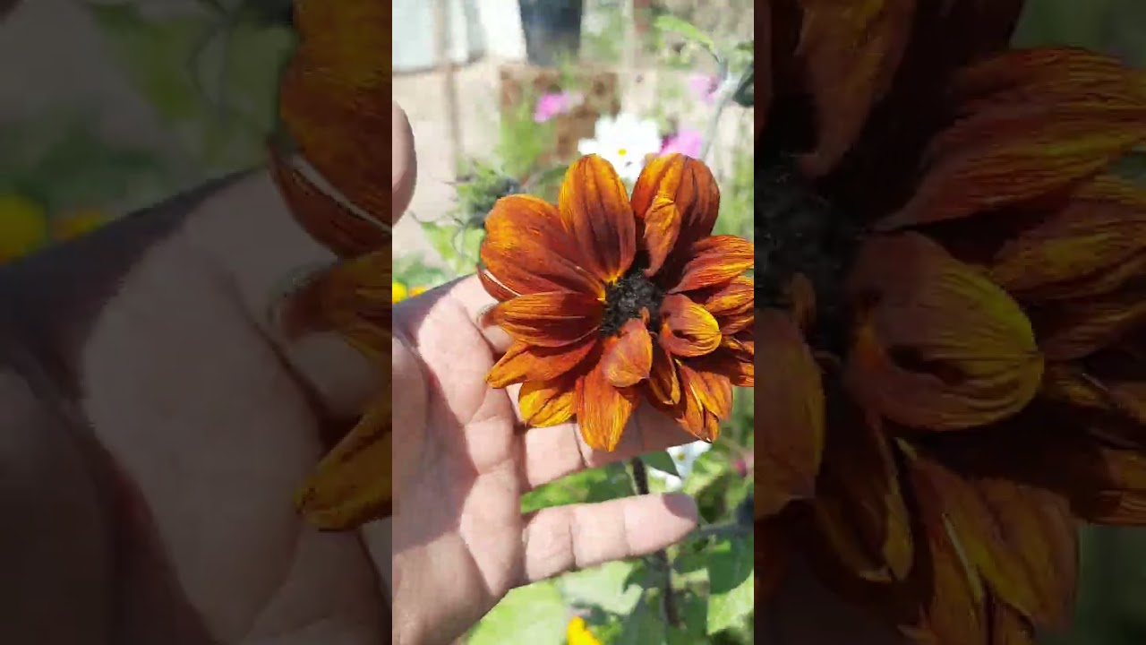 كرنفال الزهور في بيت صديقي قاسم 
