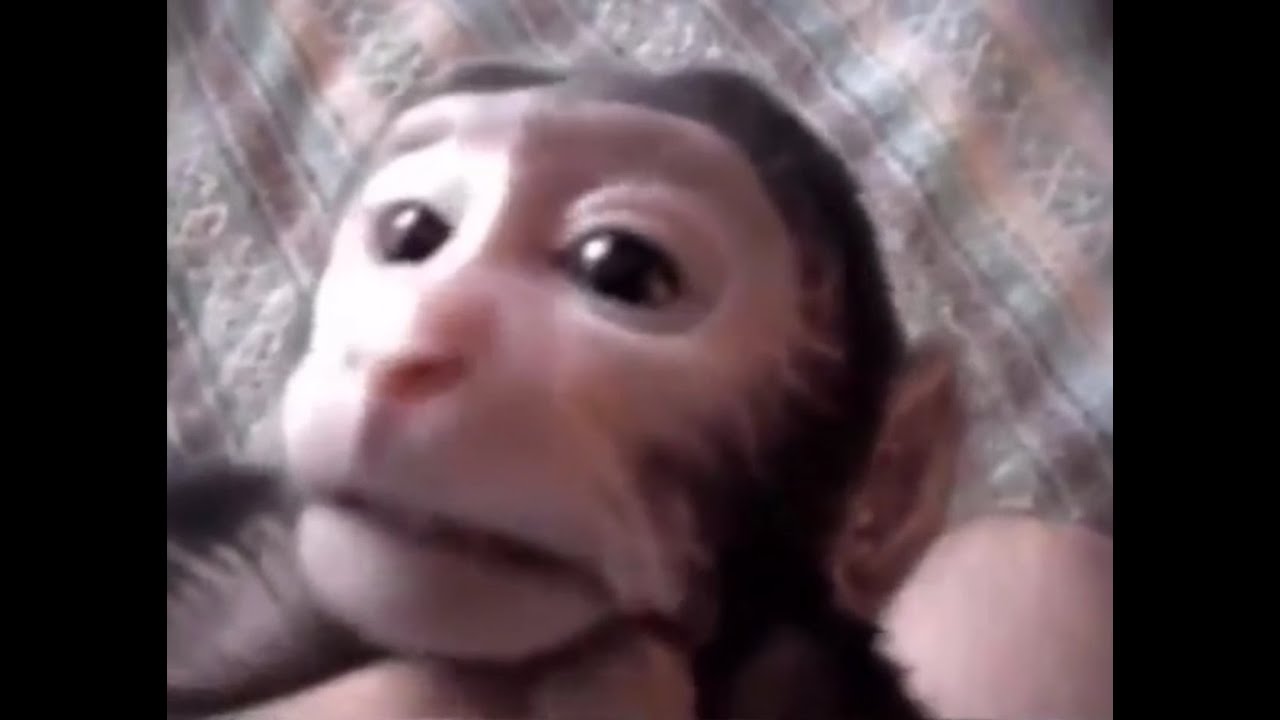 Baby monkey at home