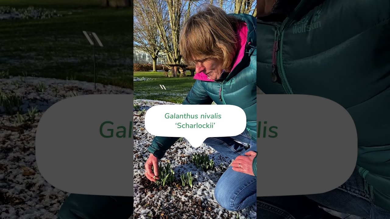 Snowdrops - discover how to identify snowdrops
