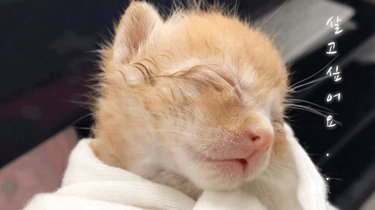 한겨울 차 다니는 도로위에서 울고 있는 아기천사 고양이