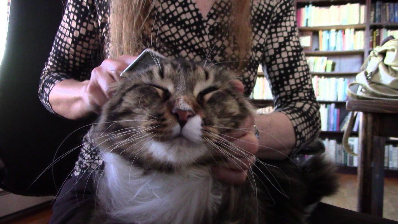 Maine coon massage heaven
