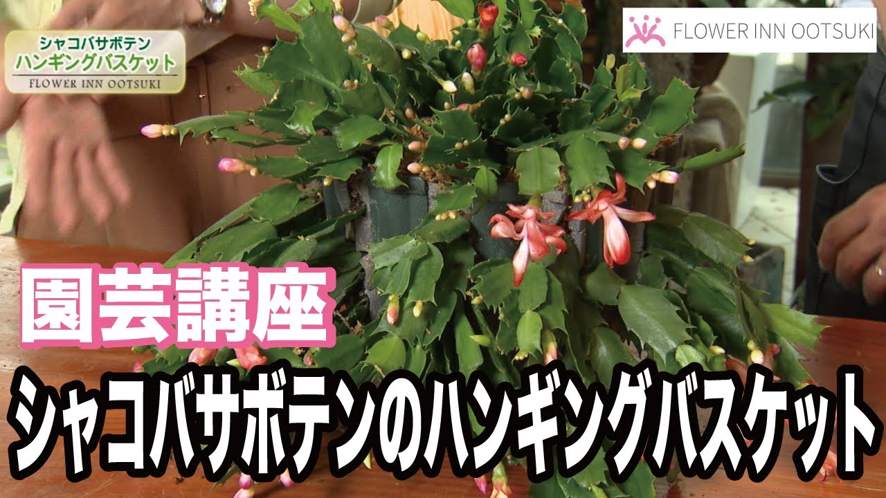 【園芸講座】シャコバサボテンのハンギングバスケット テレビ 「楽しい花辞典」放映中 FLOWER-INN OOTSUKI