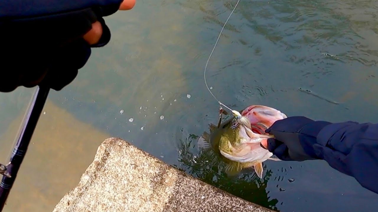 スピナーベイトでバスを釣る方法、実釣しながら解説します