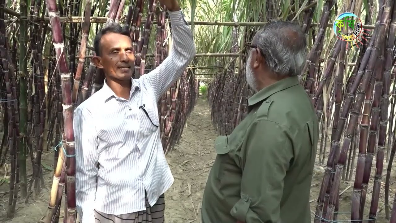 কলেজ শিক্ষক শফিকুল ইসলাম শাফির ফিলিপিনো আখের খামার | কৃষি দিবানিশি | Shykh Seraj | BTV |