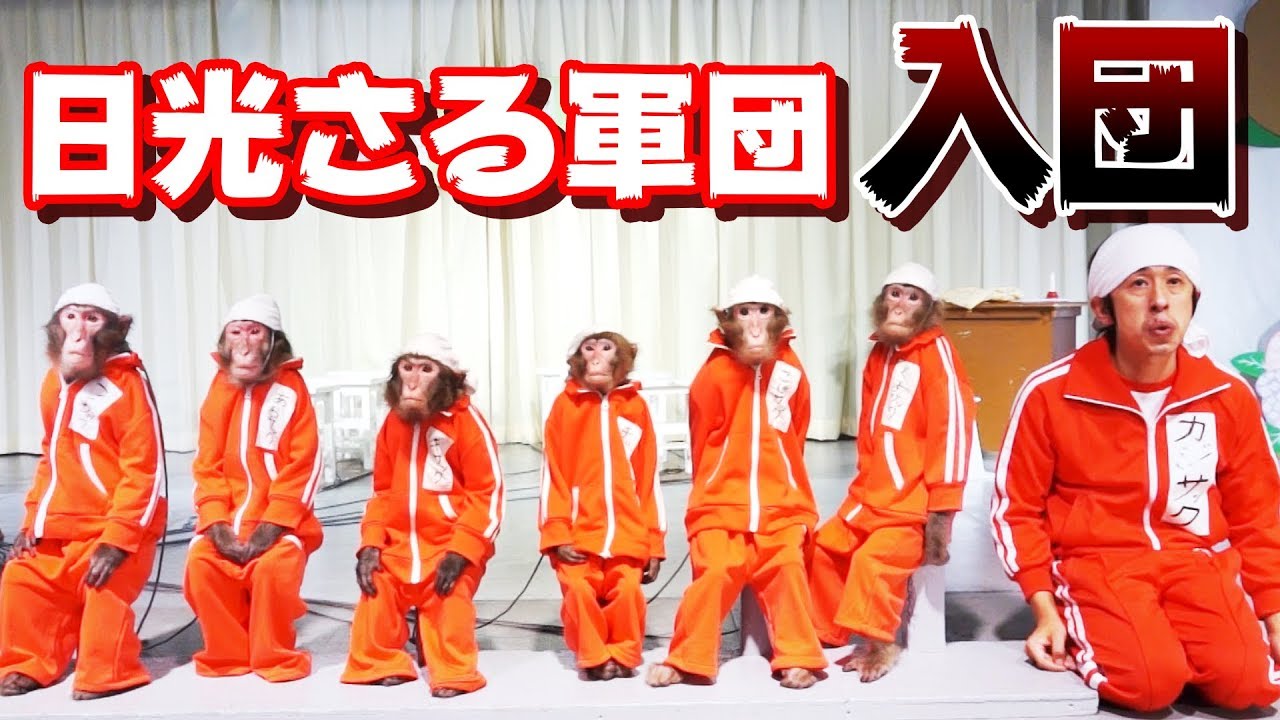 【猿コラボ】日光さる軍団に入団することになりました
