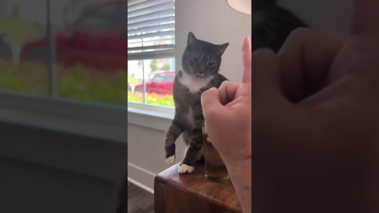 Ultimate Funny Cats Compilation 2026 😂