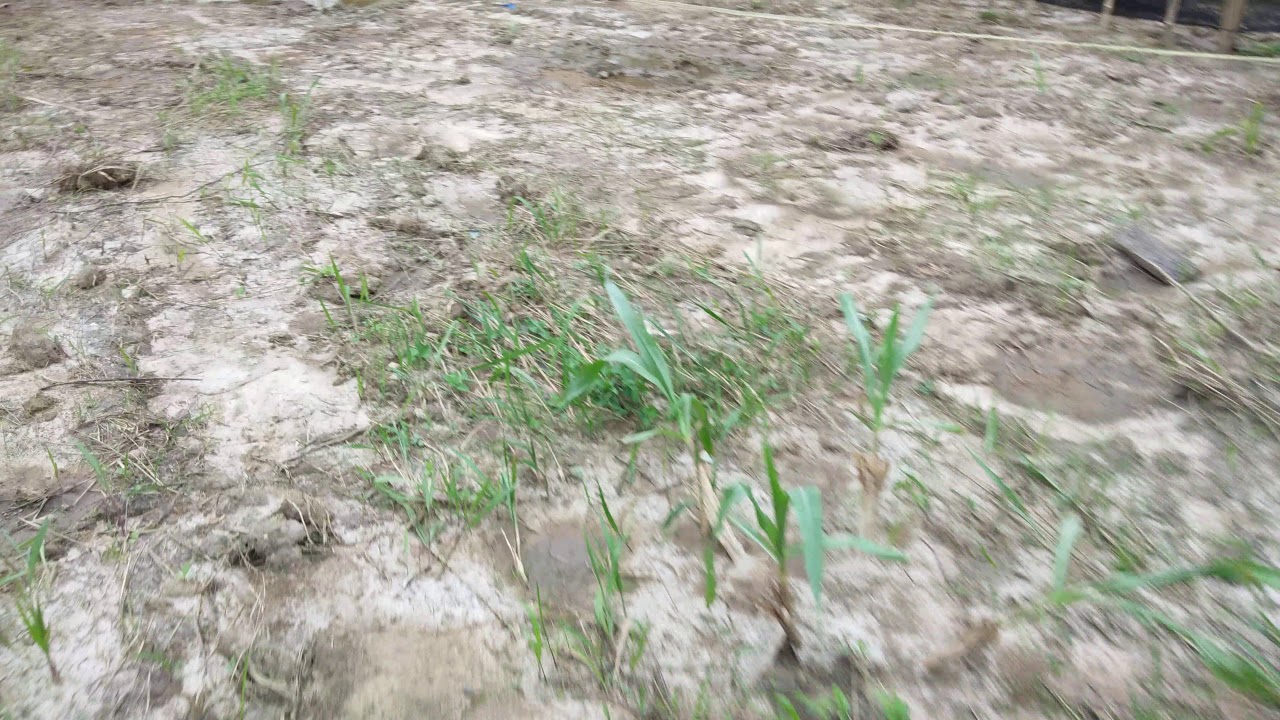 Mini Kebun Tanaman Napier Packhong Dan Napier Pandan