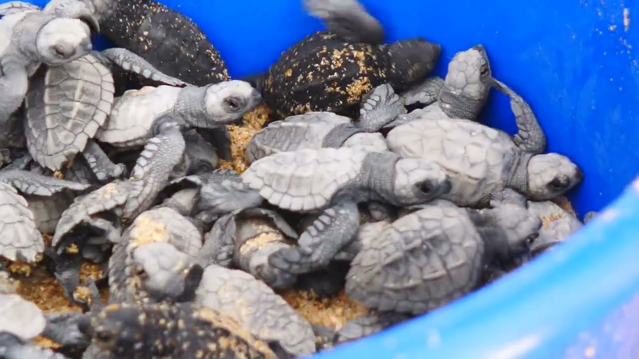 Will These Tiny Turtles Make It to the Ocean? | Todos Santos 🐢