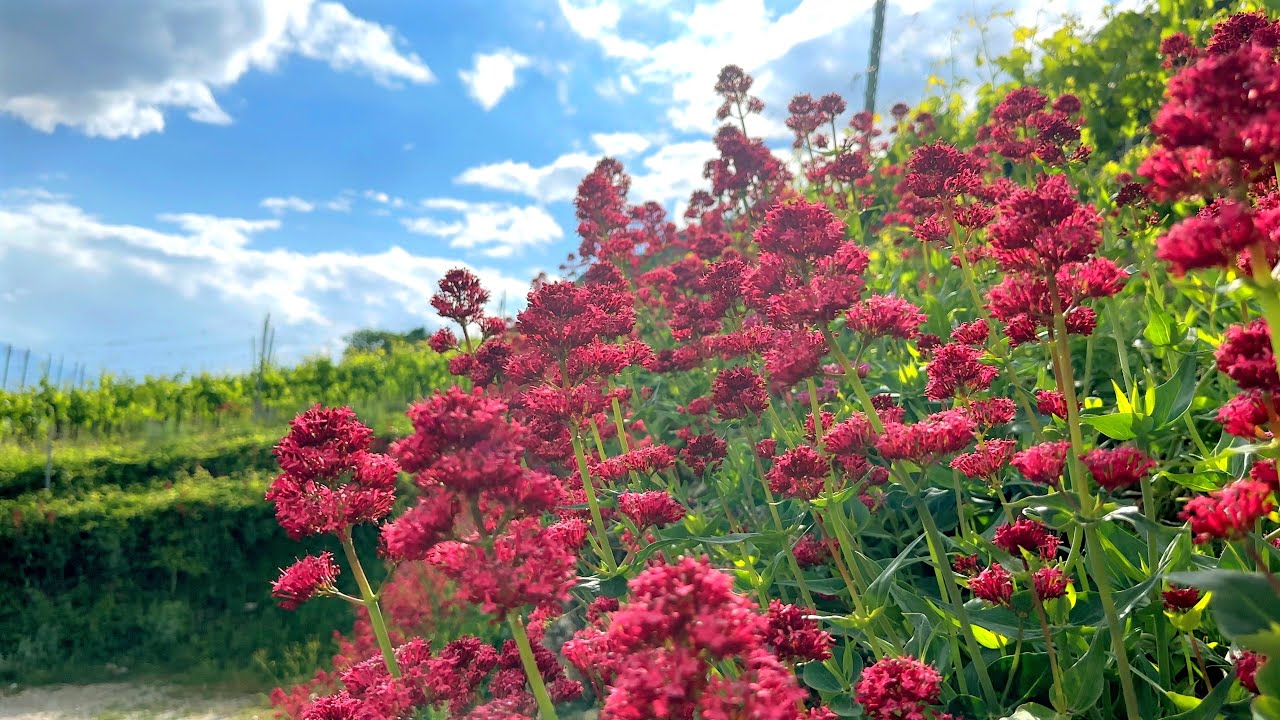 Swiss Window: Red Valerian & Vineyards 4K HDR — 20 Minutes Nature Relaxation ASMR | Slow TV