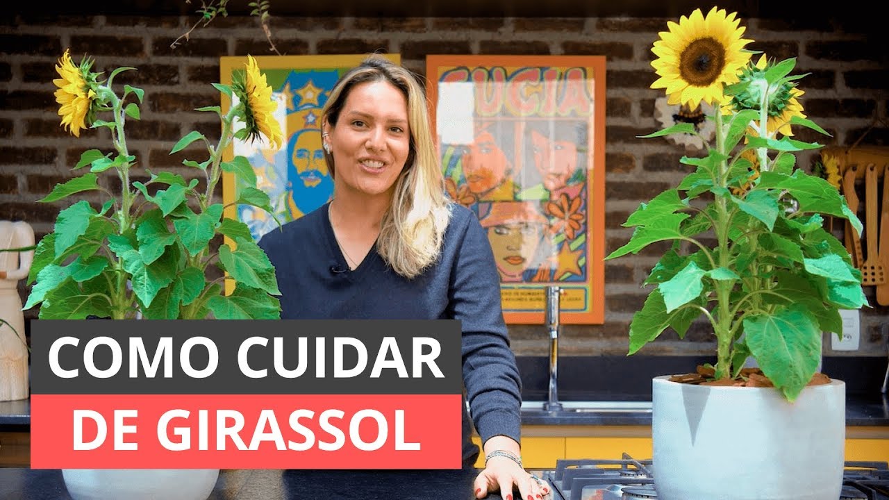 COMO CUIDAR DE GIRASSOL - DICAS PARA PLANTA EM VASO