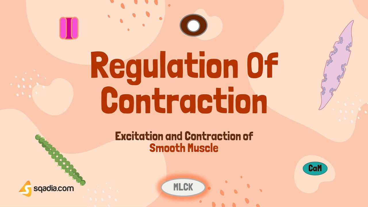 Excitation and Contraction of Smooth Muscle | Regulation of Contraction