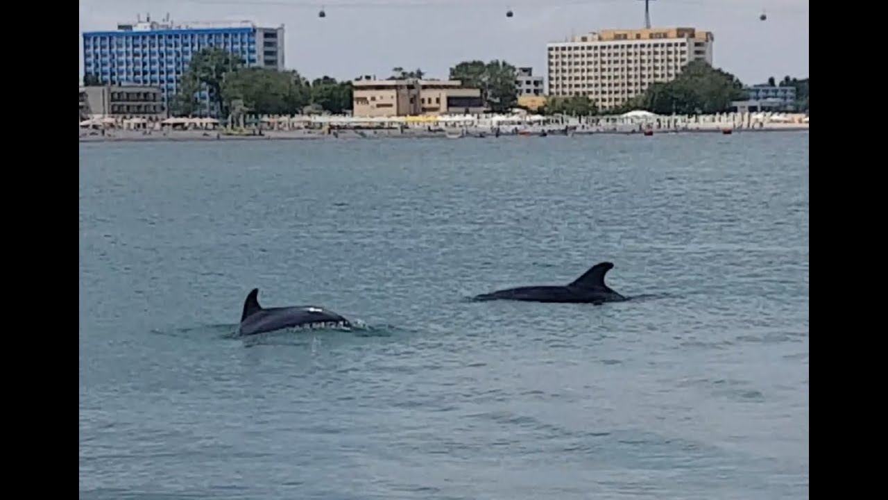WOW   2 delfini aproape de plaja  Mamaia  din Constanta !!!