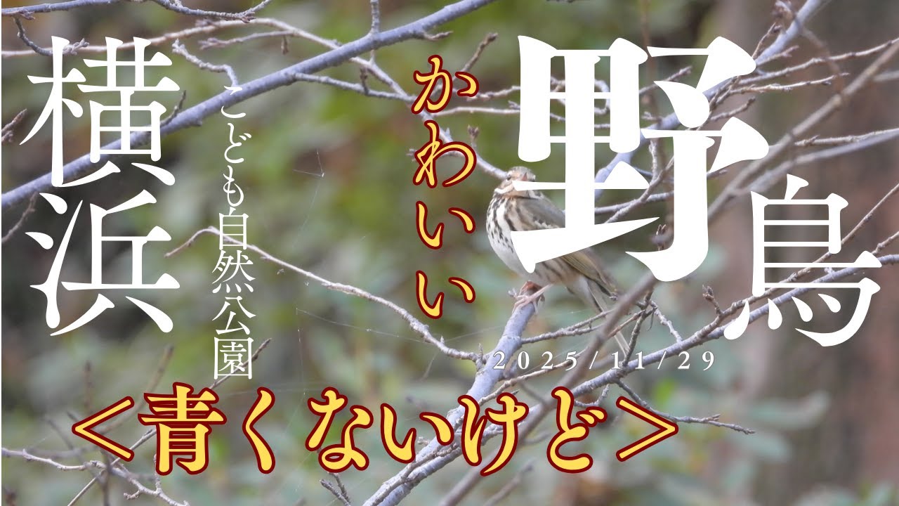 【冬の使者】冬鳥アオジ改めビンズイの愛らしい姿と鳴き声 🐦 横浜こども自然公園の野鳥たち | ヤマガラ、アオゲラも登場