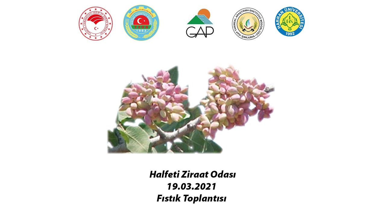 Dogru gübreleme FISTIK BADEM Halfeti (Amonyak, toprak, kayip)