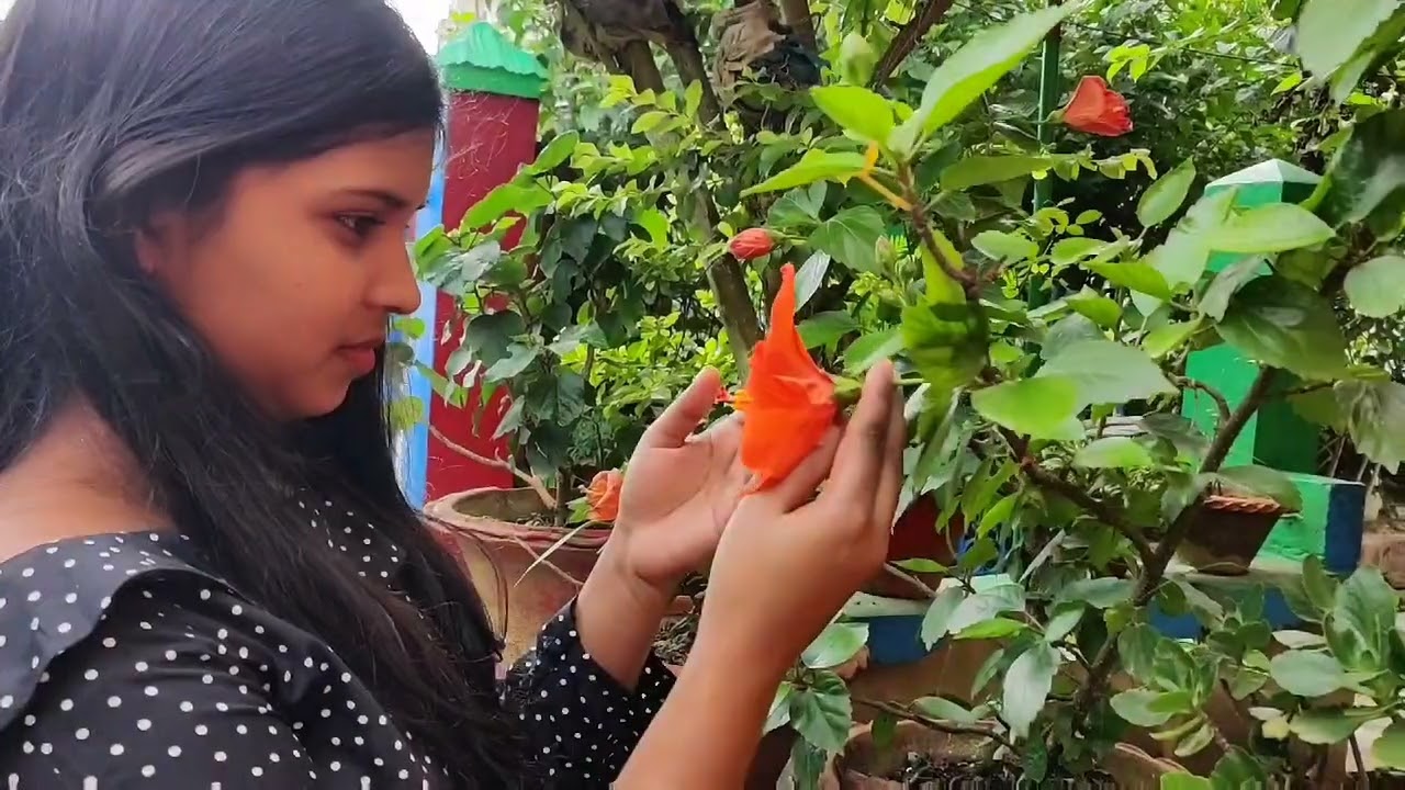 Cover video / Tarali Sarma/ Assamese song/Ahiba Tumi