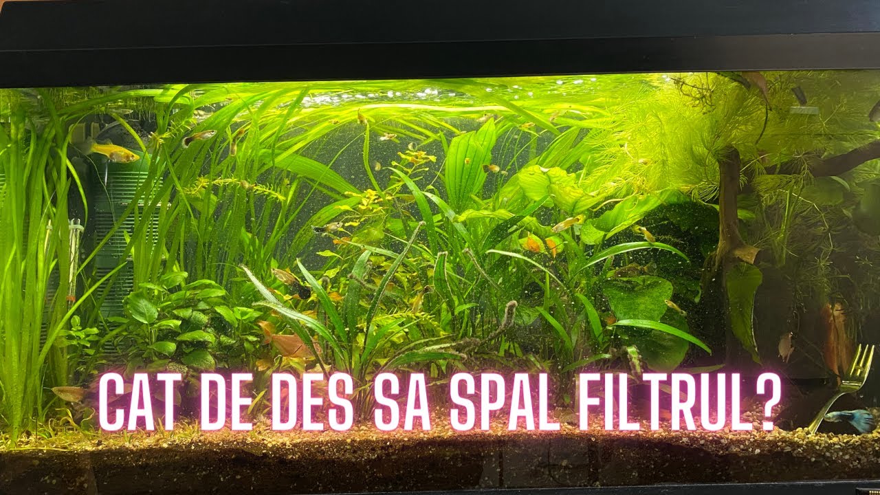CAT DE DES SPELI FILTRUL ACVARIULUI?