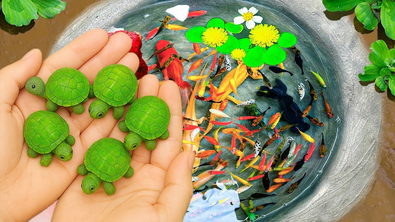 Catch Beautiful Aquarium Fish In Small Pond Baby Turtles, Eels, Frog, Guppies, Koi, Goldfish, Discus