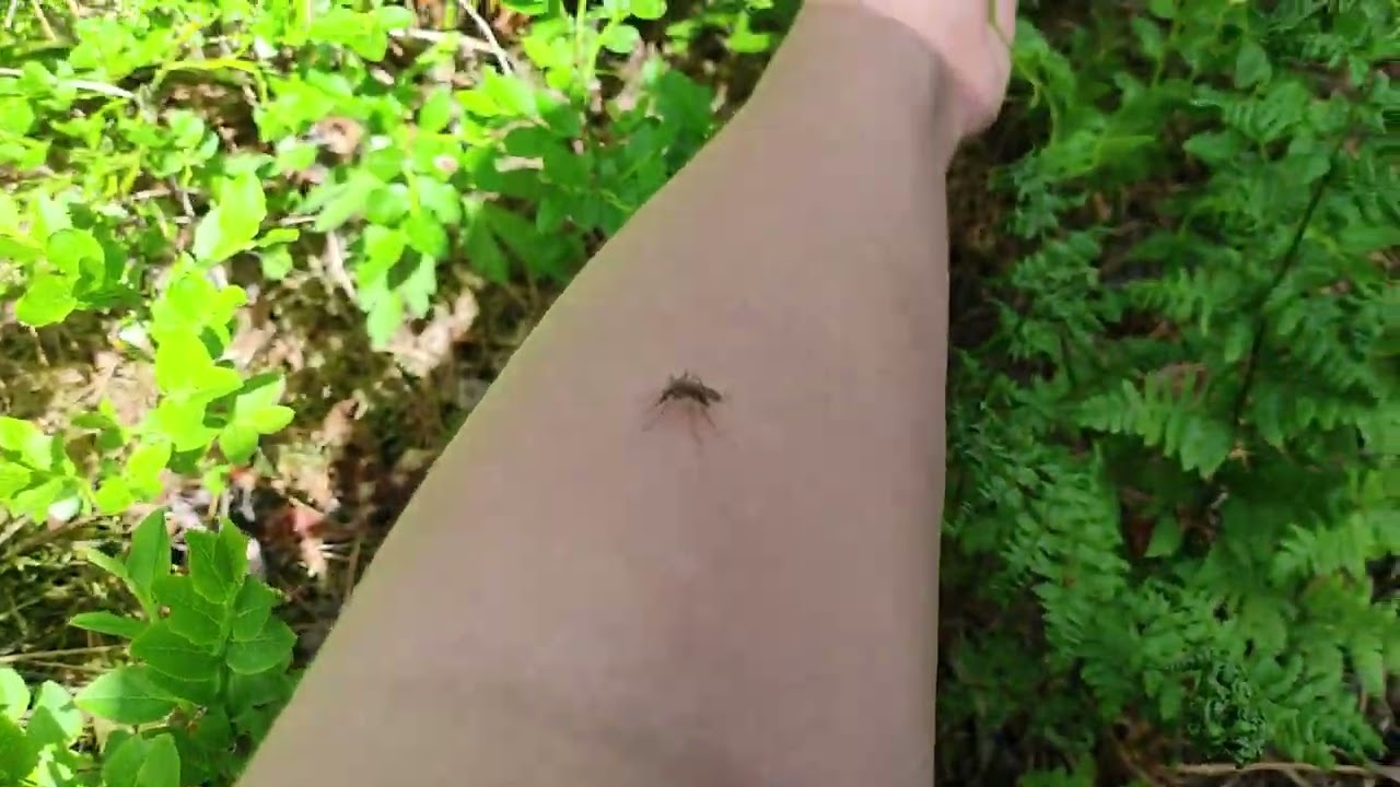 เข้าป่าที่ฟินแลนด์ ไปบลูเบอร์รี่