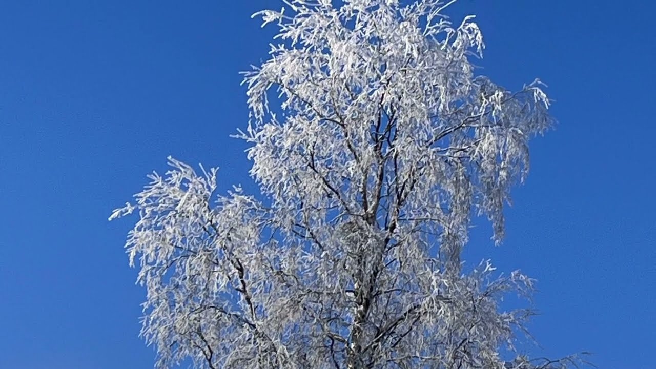 Love of trees in the North of Finland Kuusamo 