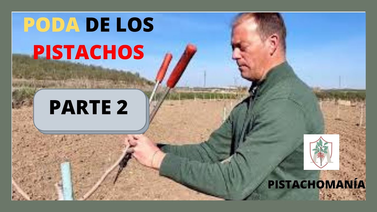 🔊LA PODA DEL PISTACHO #2. 👀Como Podar los Pistachos para Formar la Estructura Primaria.