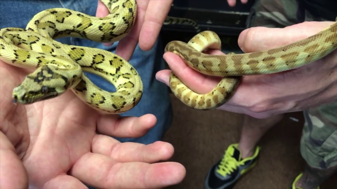 EBM invades Rogue Reptiles