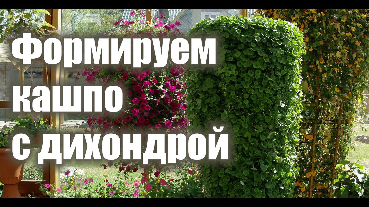 ДИХОНДРА. Формируем в кашпо.