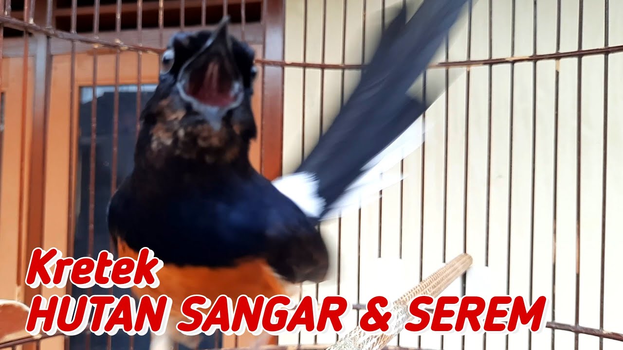 Kretekan SANGAR & SEREM Murai Hutan NEMBAK NEMBAK