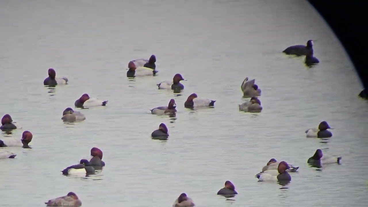 Hybrid Ferruginous duck x Common pochard - Biddinghuizen - 16-11-2025