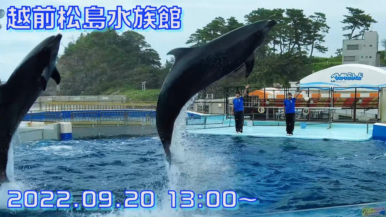 ◆越前松島水族館　イルカショー（2022.09.20）12:30~ ◆