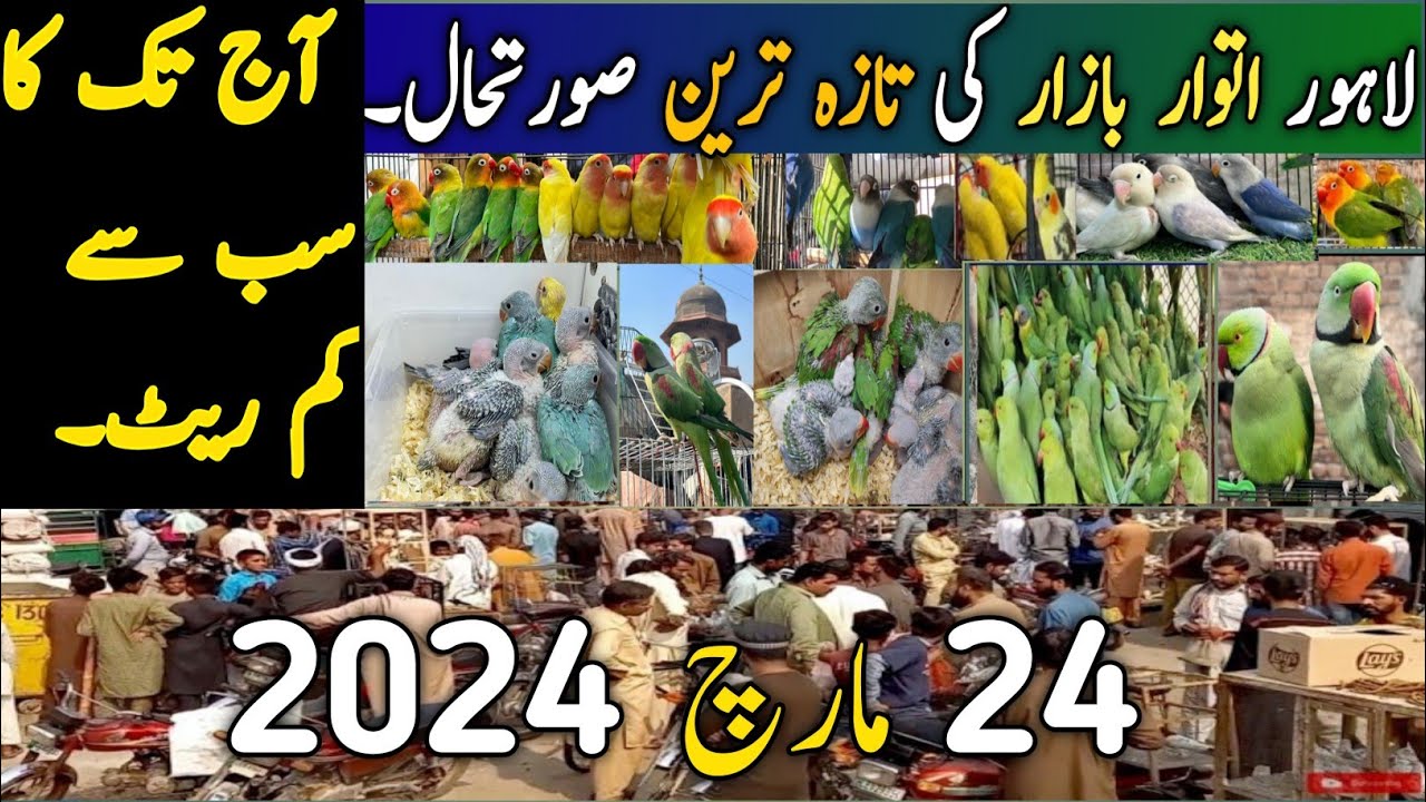 Lahore Sunday Birds Market Latest Price Update | @Parrots Information Channel 24 March 2024